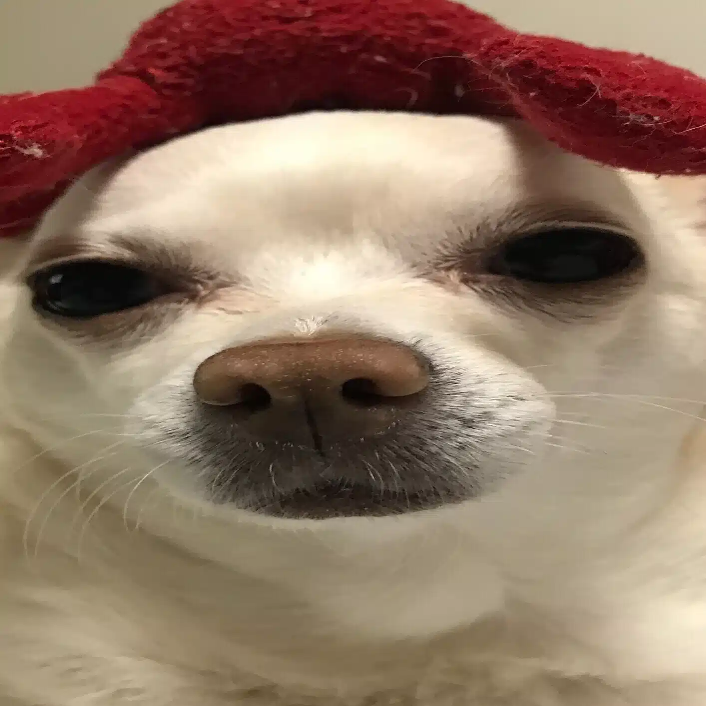 boriko