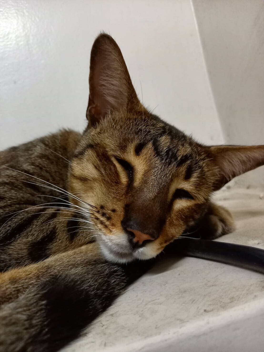 猫アレルギー」の新着タグ記事一覧|note u2015u2015つくる、つながる、とどける。