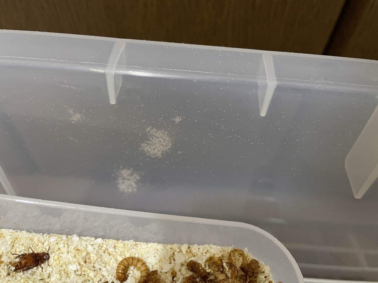 ミルワーム飼育 7 27 Day コナダニとスイカ ミルワーム飼育日記 Note
