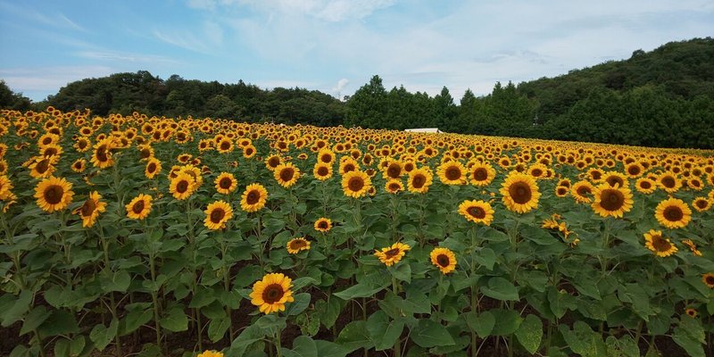 世羅高原農場 ひまわり祭りに行ってきましたので感想書きます Kakitama Note