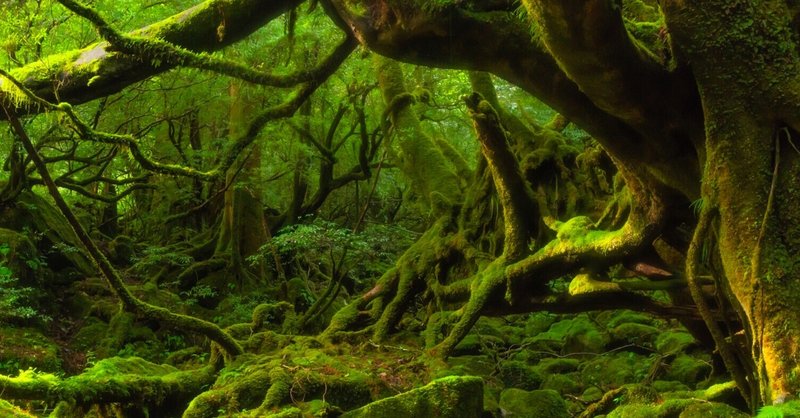 2017年屋久島トレッキング3　白谷雲水峡～苔むす森まで