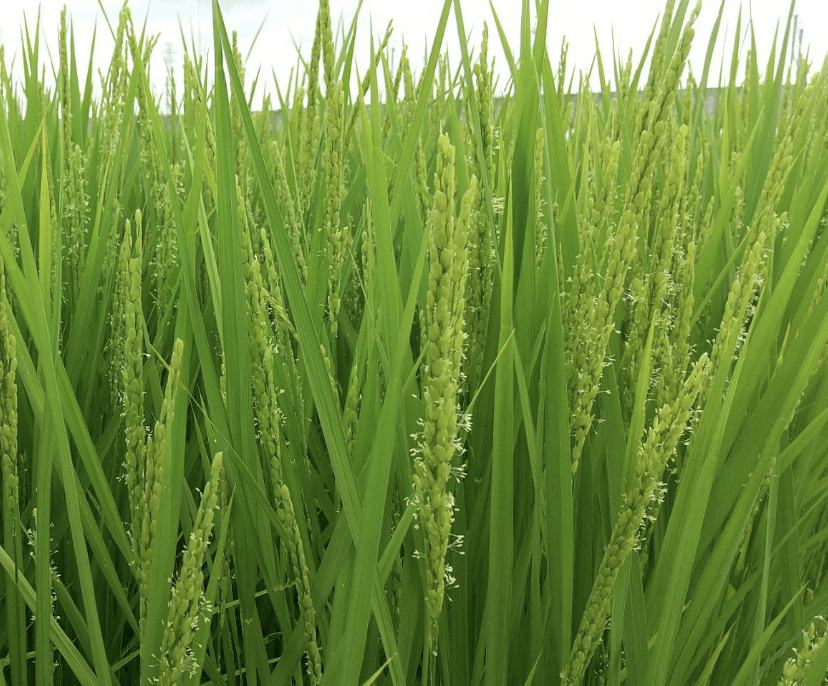 雑記 6 美しき哉 稲の花 Yayayasu Note