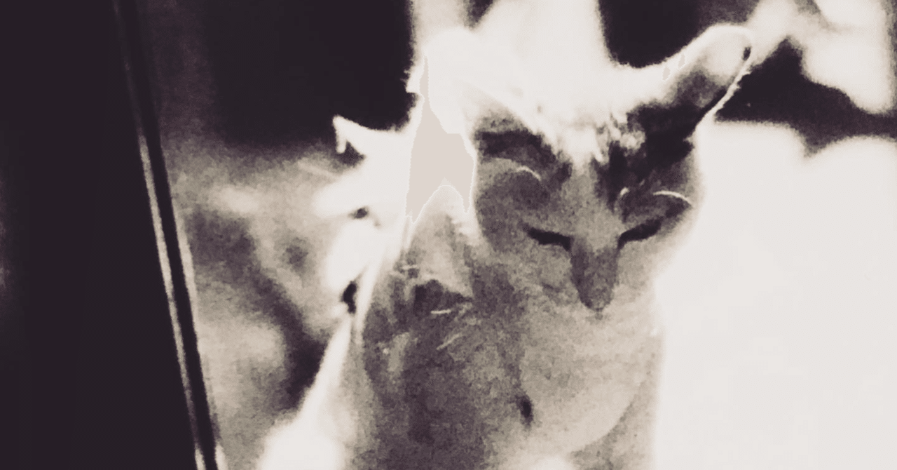 猫の病気」の新着タグ記事一覧｜note u2015u2015つくる、つながる、とどける。