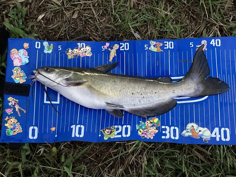 ナマズget 雨の後は 釣れやすくなる 初心者バス女日記 Kemi Note