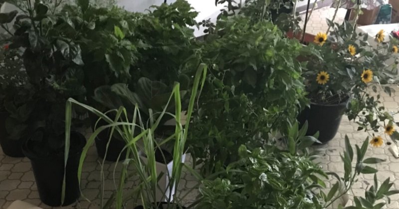 ガーデニング 屋上テラス 念のために台風に備えておく おがばん 拝万里 Note