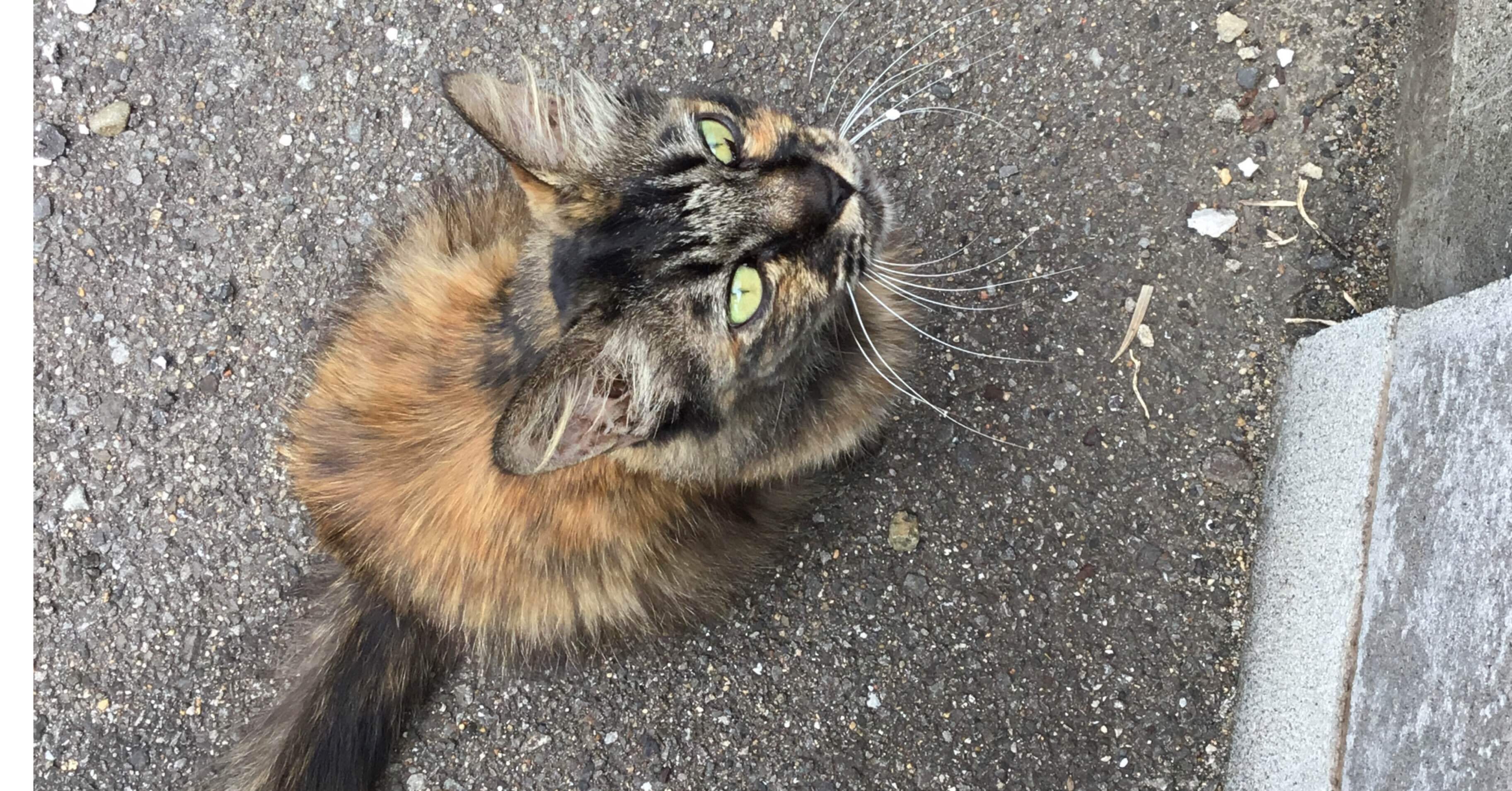 野良猫 近所のノラちゃん‼️ #ノラちゃん#野良猫#cat#猫#ねこ