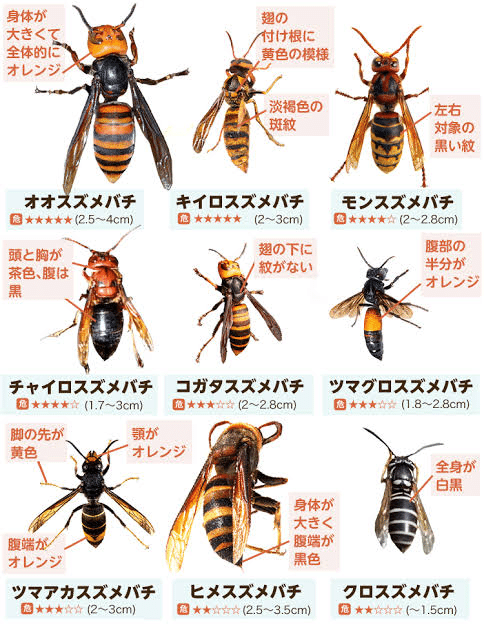 原画　ミツバチとお花　B5サイズ 蜂