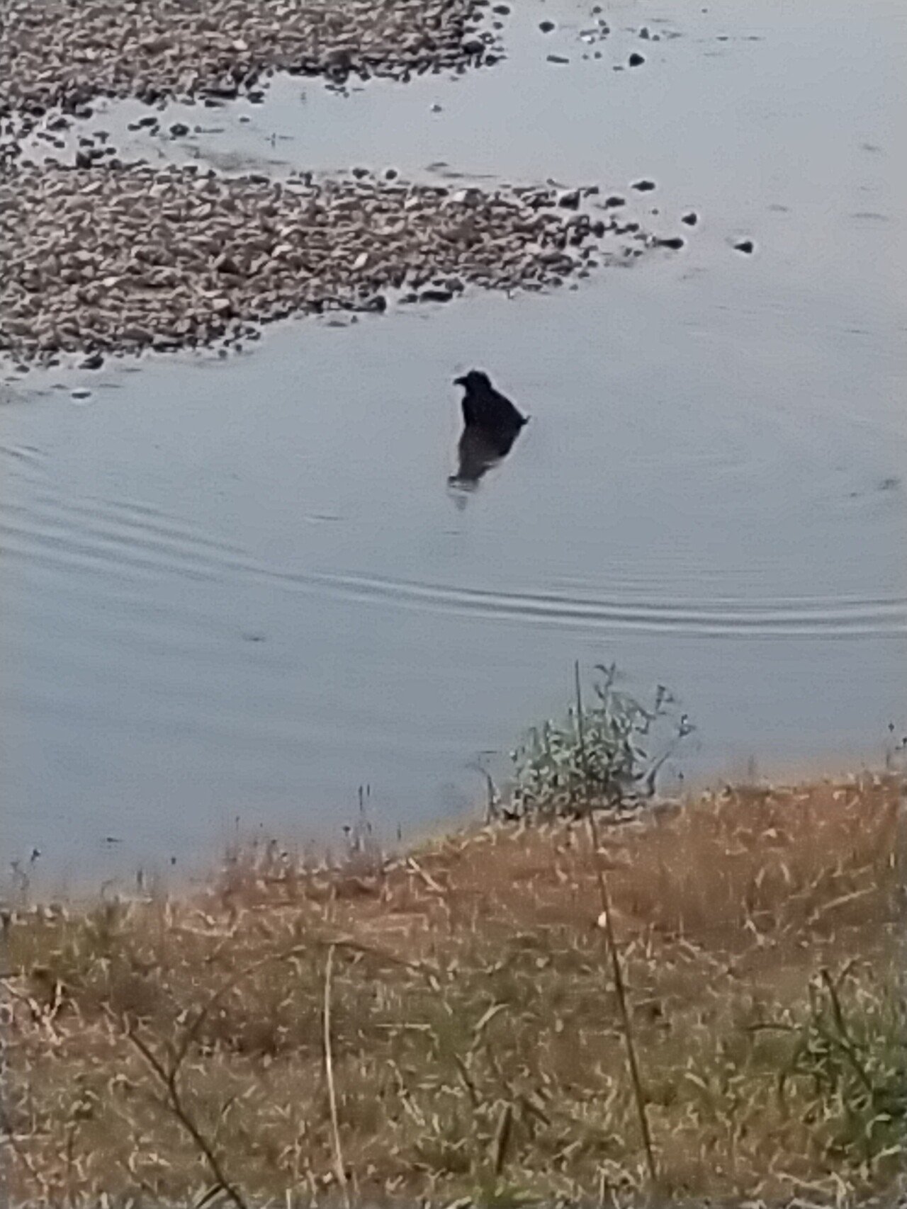 カラスの行水 カラスも暑いよね W タヌキ寝入りパンダ タヌパン Note
