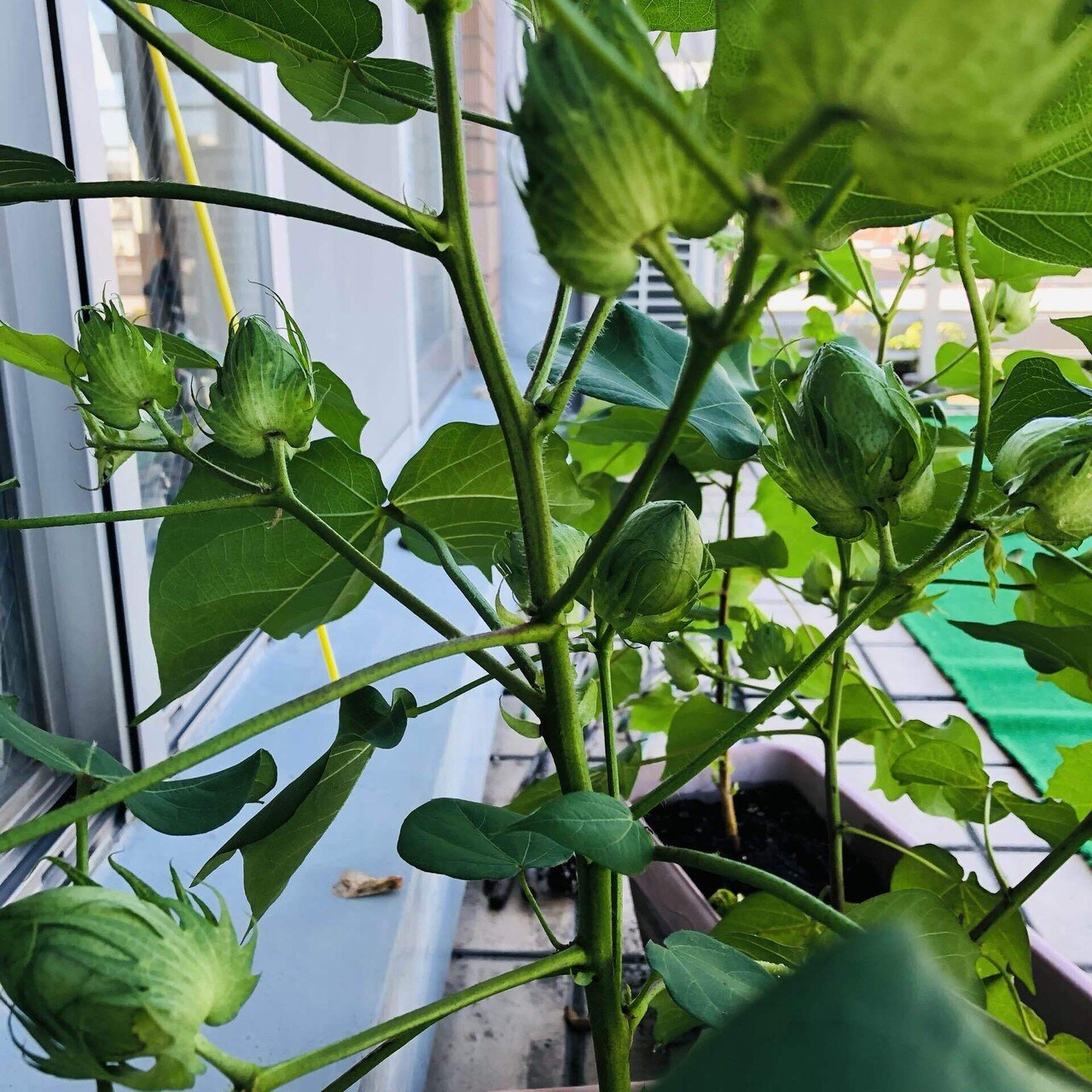 ベランダで綿栽培に挑戦 大量収穫に成功しました ころ Note ベランダで綿栽培に挑戦 大量収穫に成功しました ころ Note