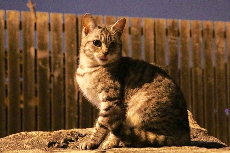 夕闇に佇む猫を見ていると..

#写真 #風景 #猫