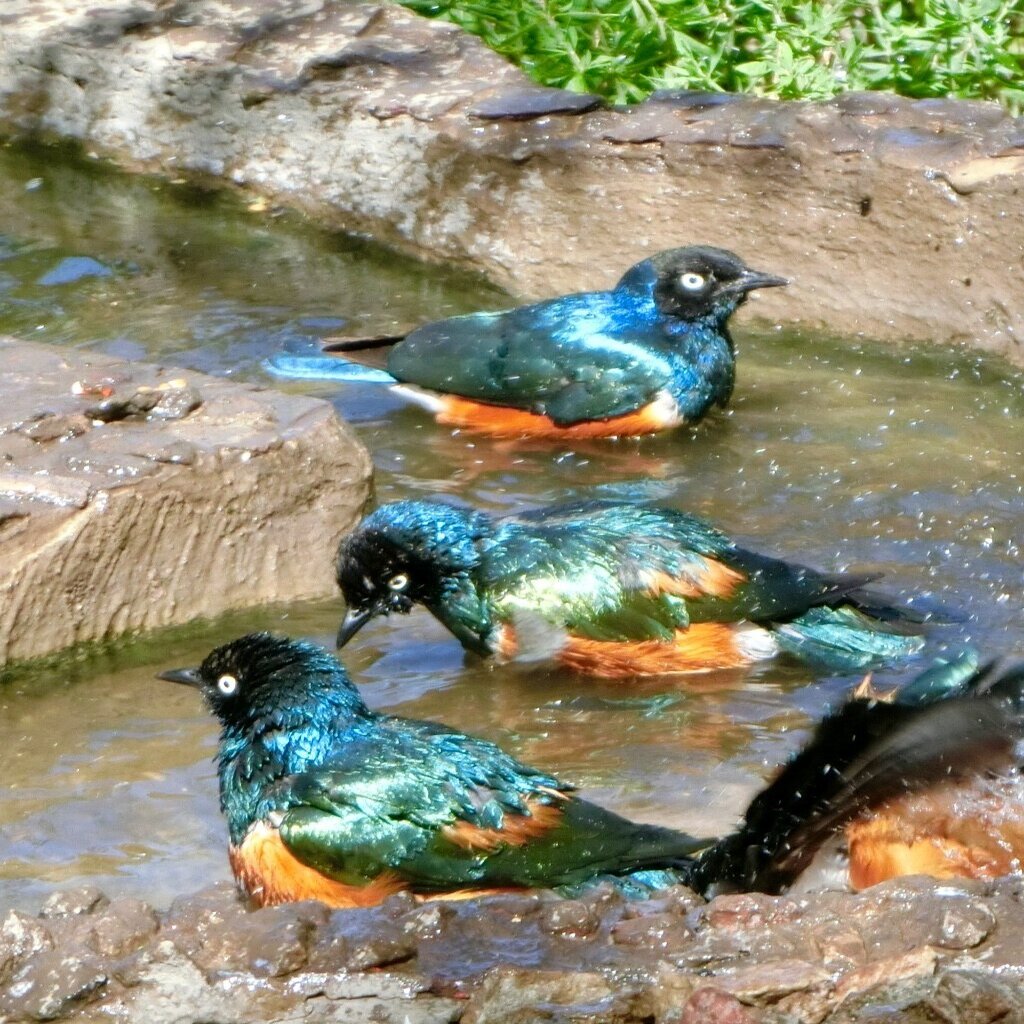 初めてのアフリカ タンザニア それも1人 セレンゲティ国立公園 Tembo Note