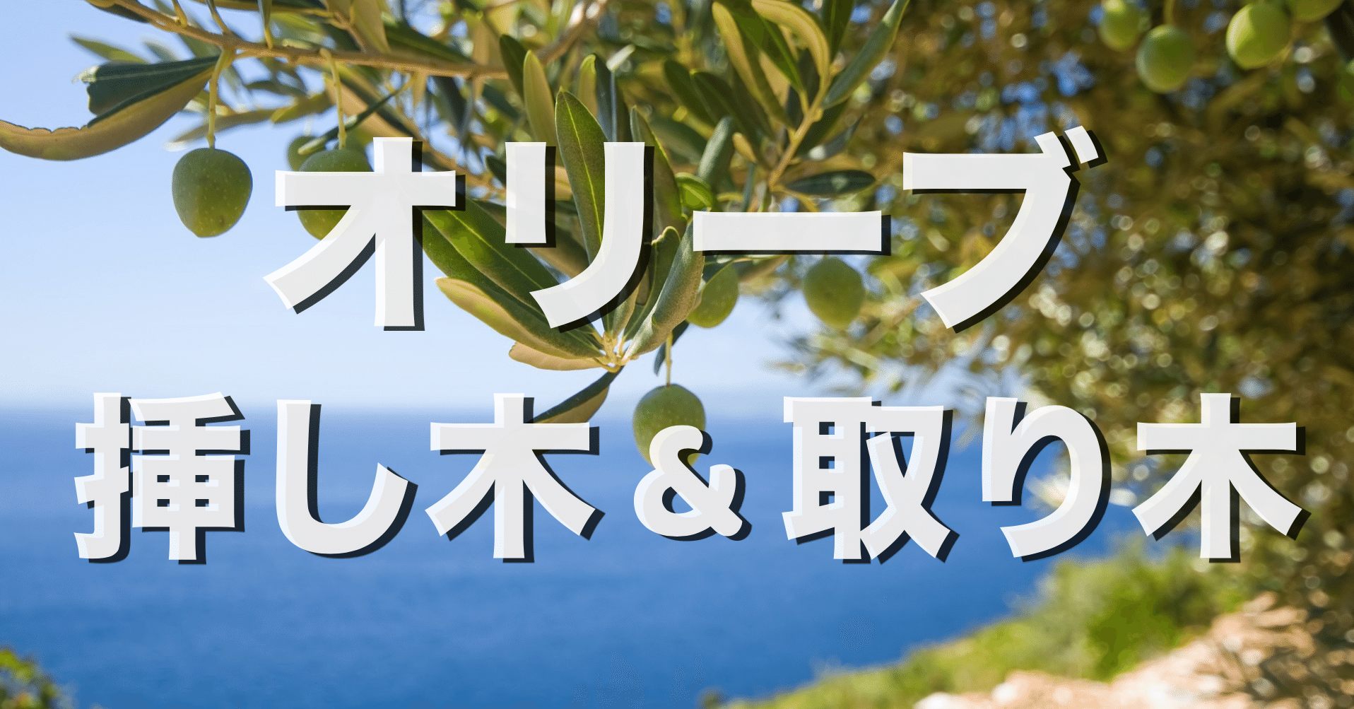 オリーブの取り木と挿し木で枝から株を増やす方法のレポート オリーブ農家の日常 Note