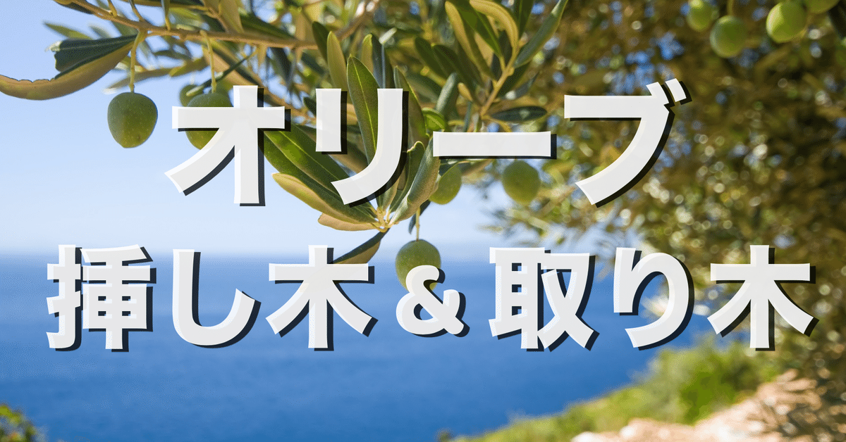オリーブの葉・枝⭐︎挿木⭐︎実は要相談 失敗しないオリーブ挿し木の方法】初心者必見の超簡単マニュアル