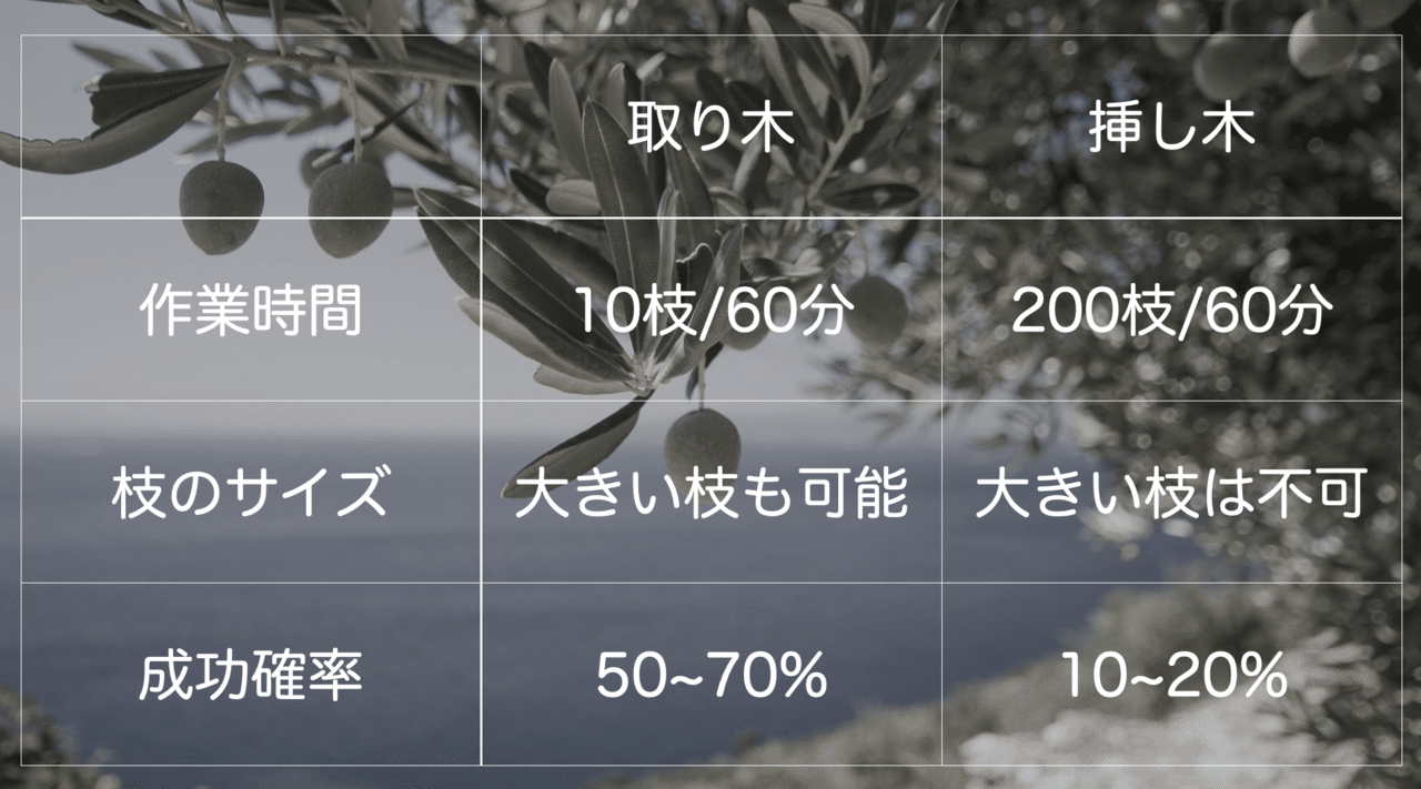 オリーブの取り木と挿し木で枝から株を増やす方法のレポート オリーブ農家の日常 Note オリーブの取り木と挿し木で枝から株を増やす方法のレポート オリーブ農家の日常 Note