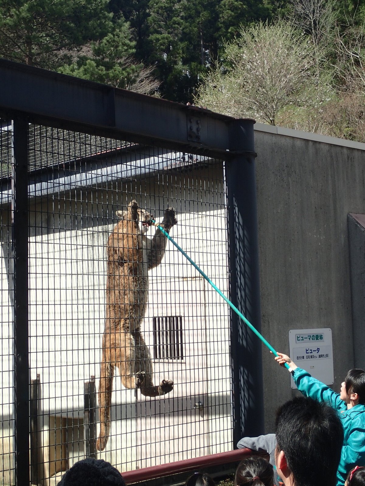 ピューマ餌