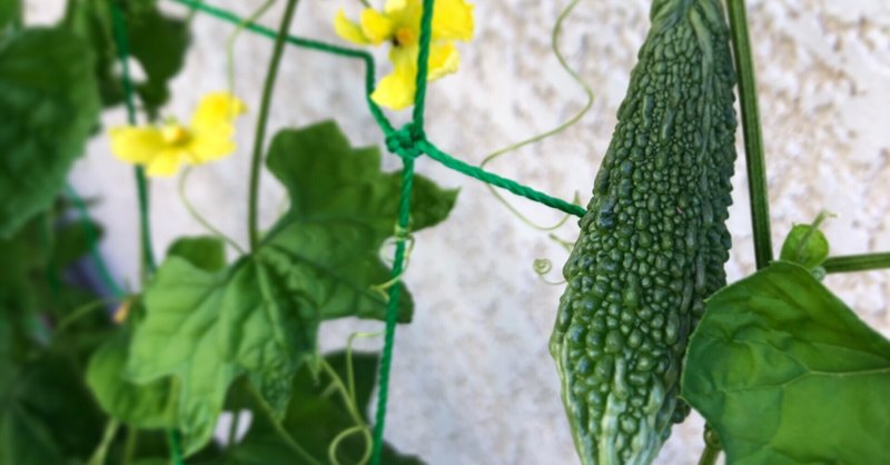 プランターでゴーヤ栽培 の新着タグ記事一覧 Note つくる つながる とどける