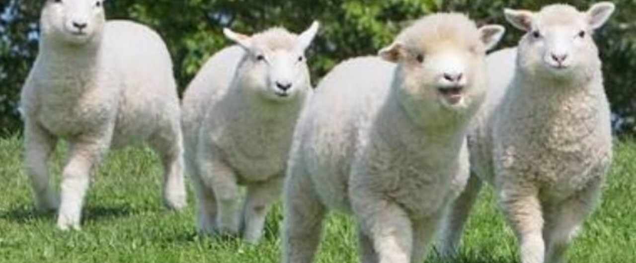 ラム肉はクセがあるけど 羊乳チーズは食べやすい Sakiko Tsukahara Note