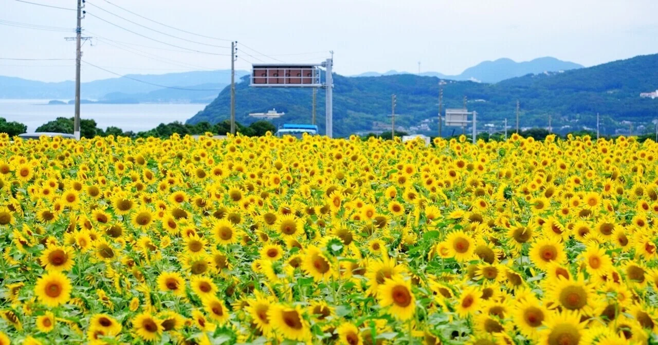盛夏｜*michi*