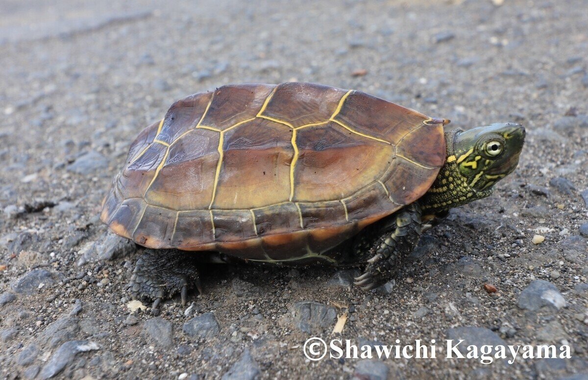 亀の甲羅 黒と茶色の斑点模様 亀の甲羅 黒と茶色の斑点模様