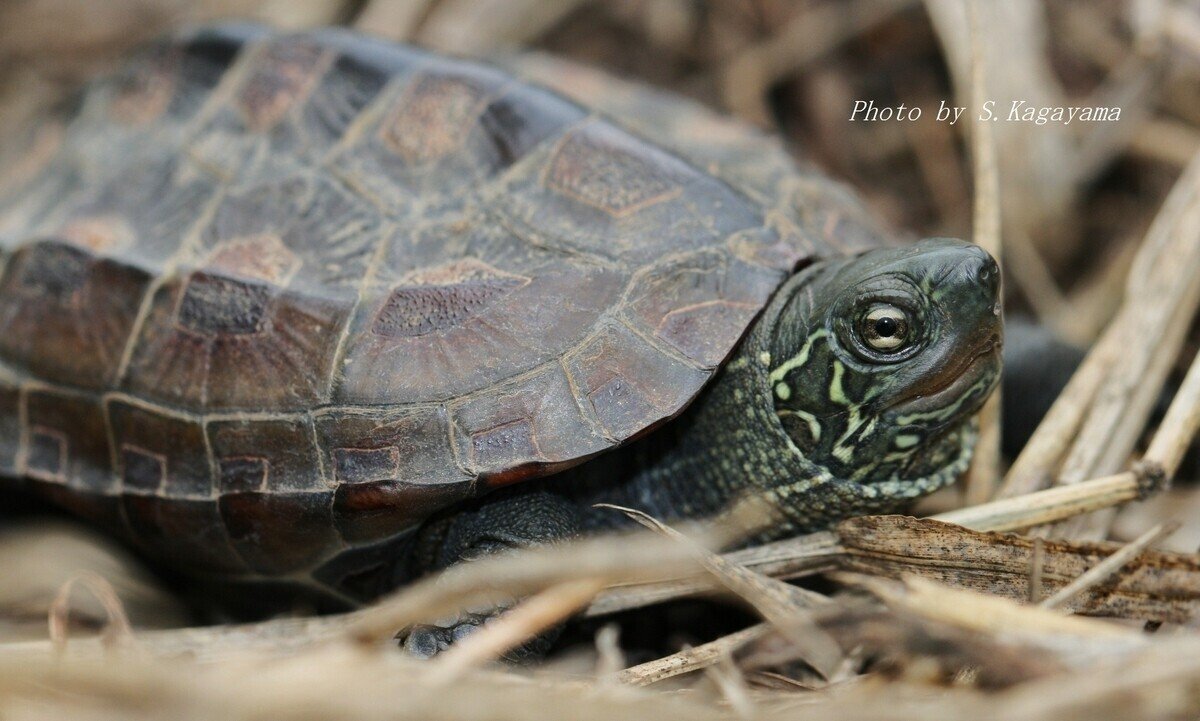 成長に伴い体色が変化するカメ｜翔一