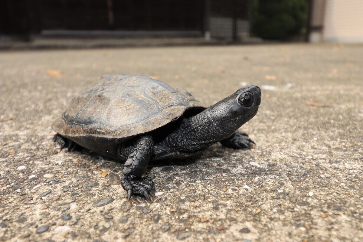 中型カメ 斑点模様 茶色とクリーム色 添配や盆景に【ミニチュア 亀・中サイズ】かめ カメ kame KAME