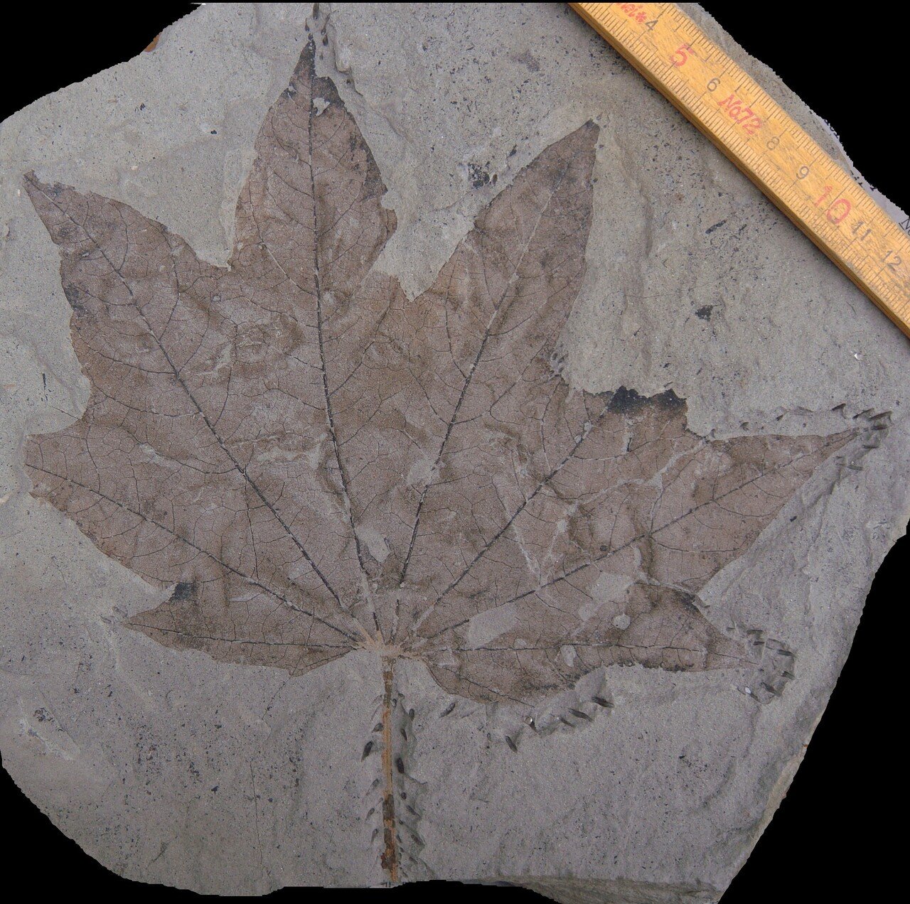 木の葉化石1：イタヤカエデの仲間Acer rotundatum｜北海道の木の葉