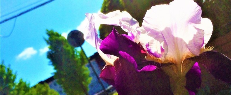 りゅうおうのおしごと 8話感想 Dot Note