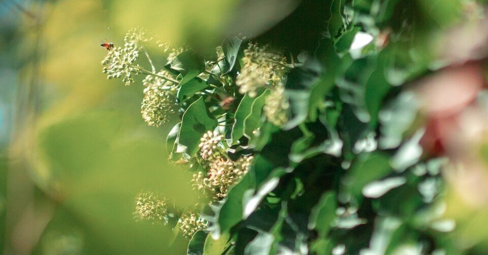 オバジ酵素洗顔はどこに売ってる ドラッグストアで購入できる 売ってるちゃん Note