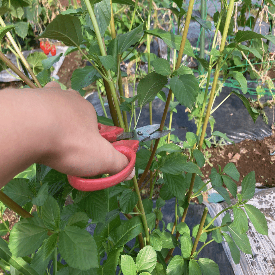 シェア畑栽培日記30 収穫 トマト撤去 追肥 21 08 09 ちひろーかる カブで旅するデザイナー Note