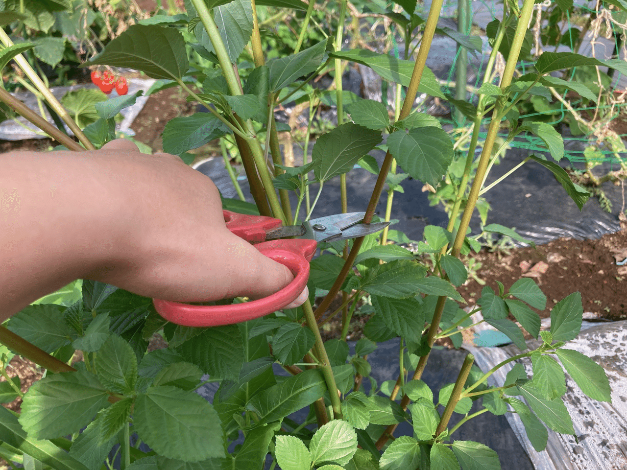 シェア畑栽培日記30 収穫 トマト撤去 追肥 21 08 09 ちひろーかる カブで旅するデザイナー Note シェア畑栽培日記30 収穫 トマト撤去 追肥 21 08 09 ちひろーかる カブで旅するデザイナー Note