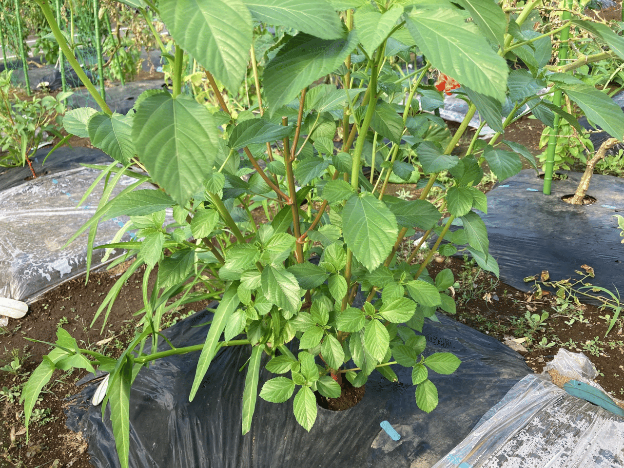 シェア畑栽培日記30 収穫 トマト撤去 追肥 21 08 09 ちひろーかる カブで旅するデザイナー Note シェア畑栽培日記30 収穫 トマト撤去 追肥 21 08 09 ちひろーかる カブで旅するデザイナー Note