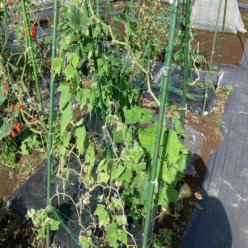 シェア畑栽培日記30 収穫 トマト撤去 追肥 21 08 09 ちひろーかる カブで旅するデザイナー Note