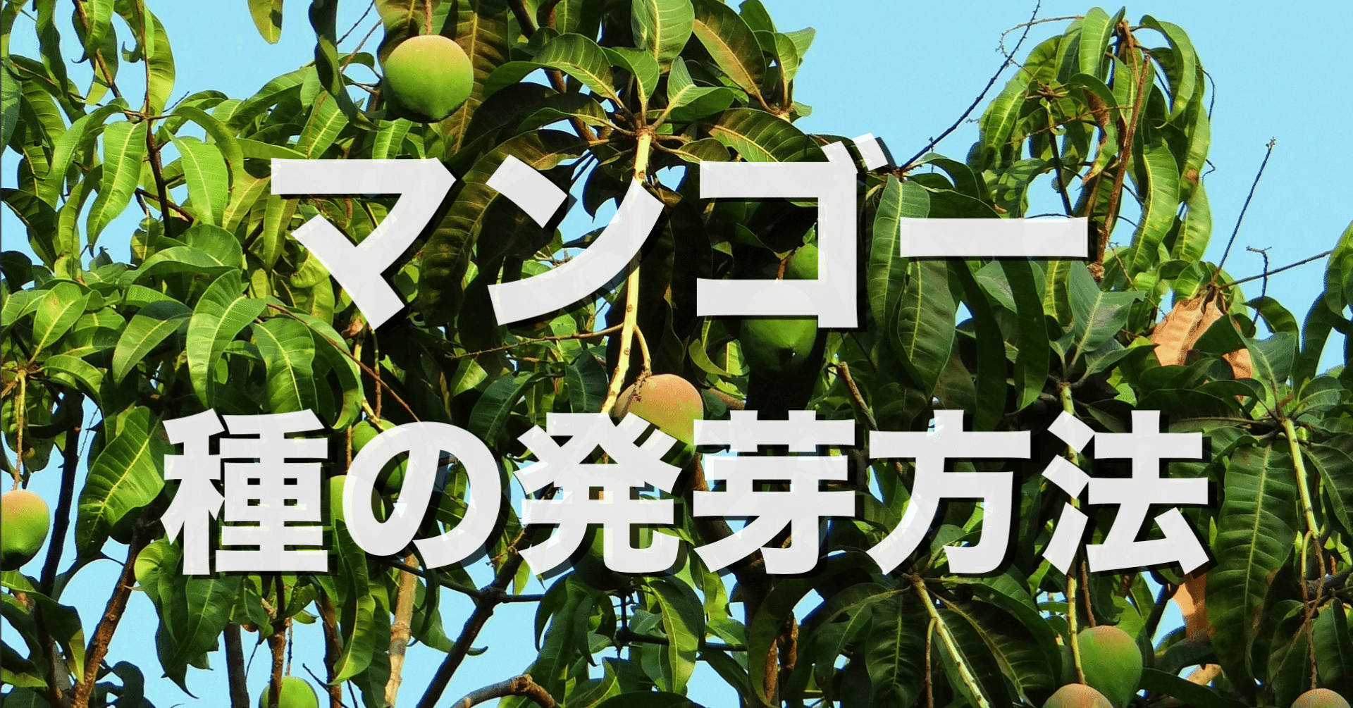 マンゴー栽培 食べた後の種を使って発芽させる方法 オリーブ農家の日常 Note