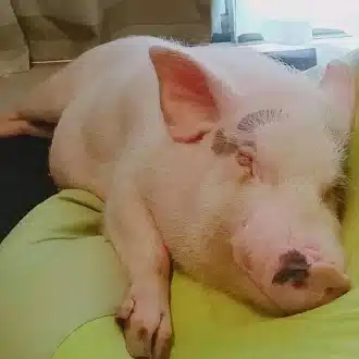 sugar🐷栃木の中心で偏愛を叫ぶ