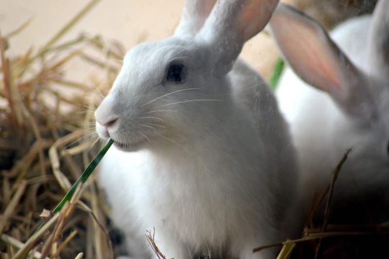 うさぎも体重管理が大切 うさぎのダイエット方法とは うさぎの杜の学校 仮校舎 Note うさぎも体重管理が大切 うさぎのダイエット方法とは うさぎの杜の学校 仮校舎 Note