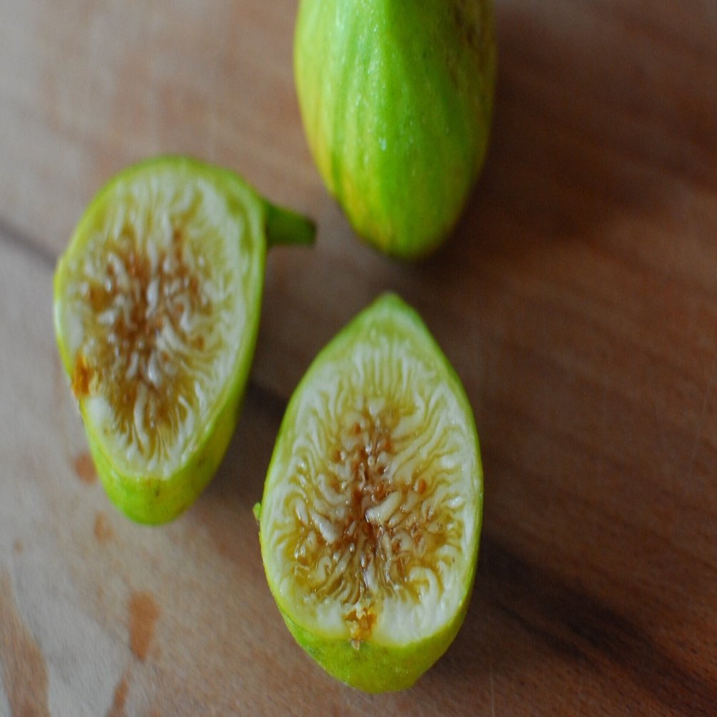 Fig Varieties【Blanche d'Argenteuil】ブランシュダルジャンティーユ