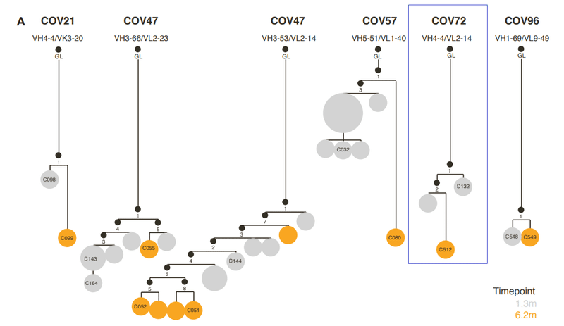 中和抗体の親和性成熟 図S1A-4