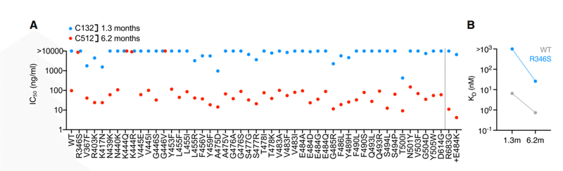 中和抗体の親和性成熟 図3AB