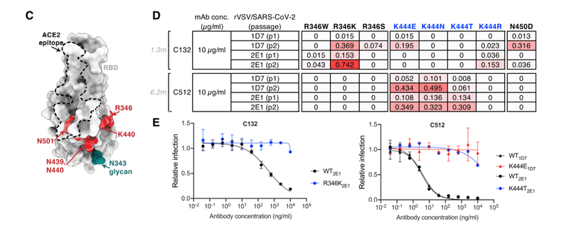 中和抗体の親和性成熟 図3CDE