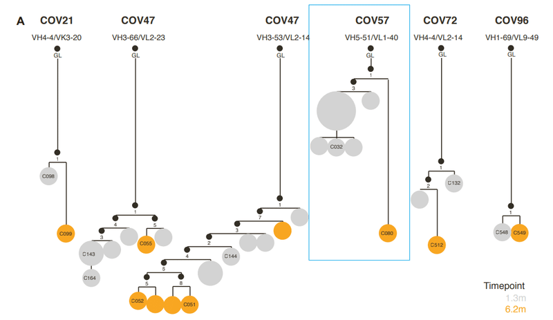 中和抗体の親和性成熟 図S1A-5