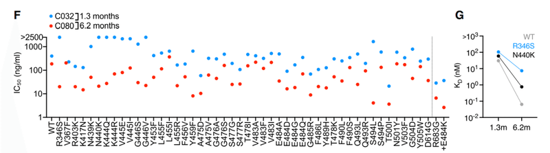 中和抗体の親和性成熟 図3FG