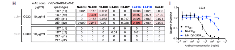 中和抗体の親和性成熟 図3HI