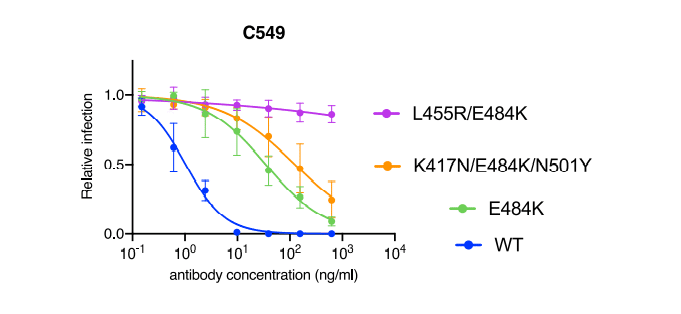 中和抗体の親和性成熟 図4C(C549)