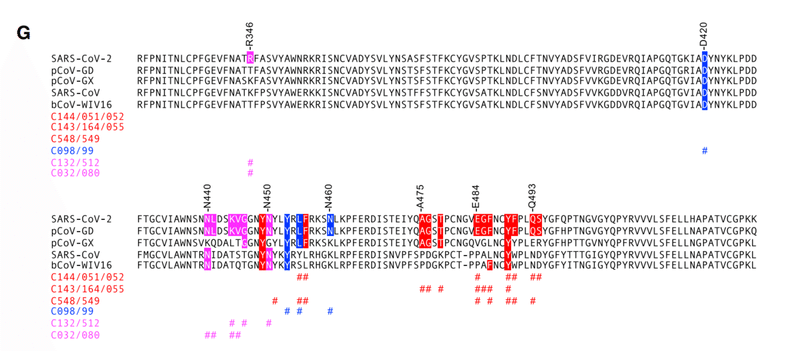 中和抗体の親和性成熟 図5G