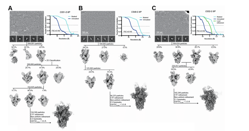 中和抗体の親和性成熟 図S5ABC