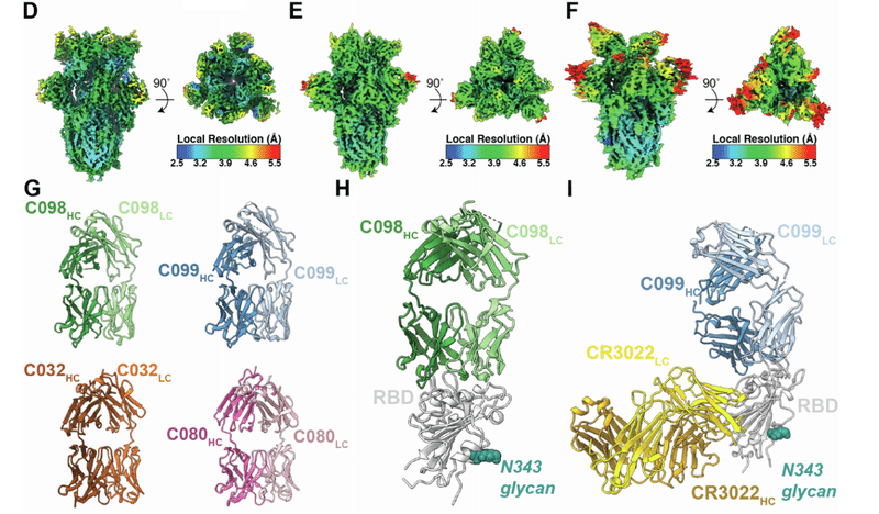 中和抗体の親和性成熟 図S5D-I