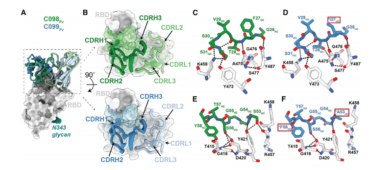 中和抗体の親和性成熟 図6A-F