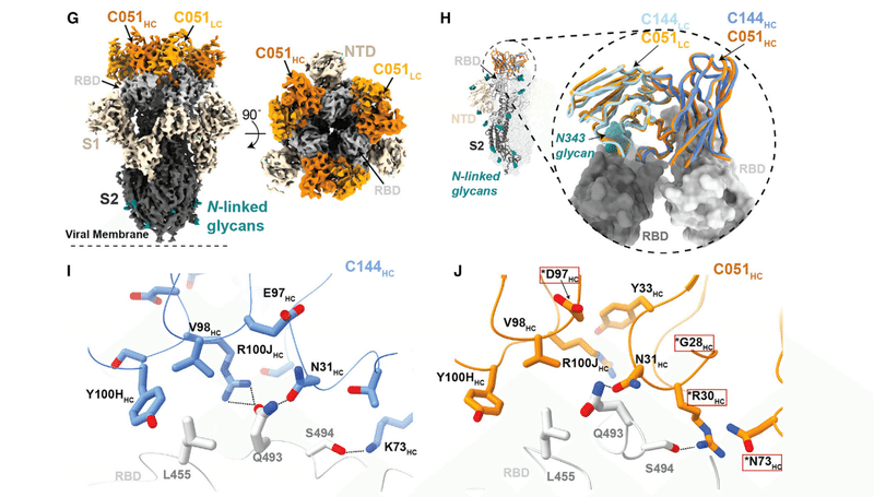 中和抗体の親和性成熟 図6G-J