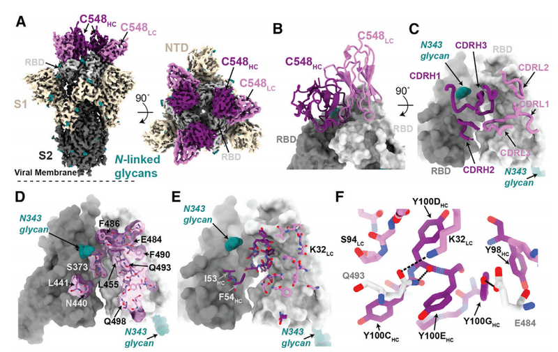 中和抗体の親和性成熟 図7A-F