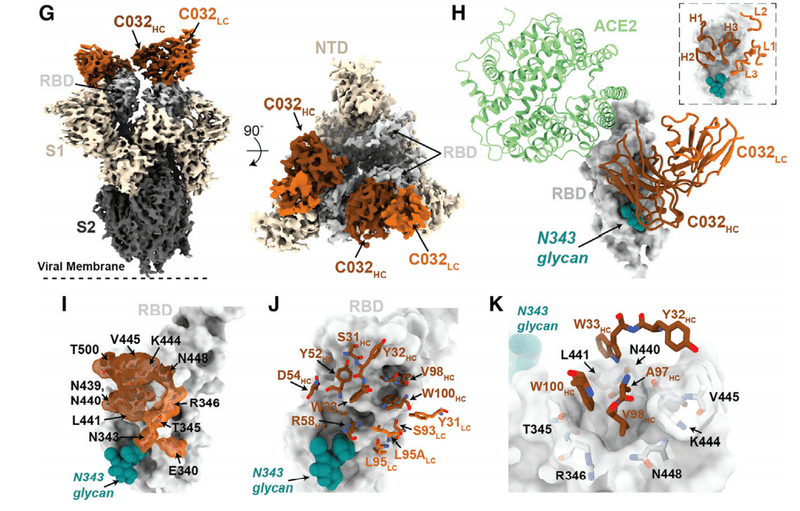 中和抗体の親和性成熟 図7G-K